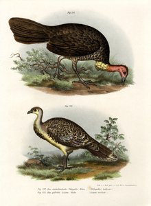 オーストラリアのブラシ-トルコ、1864 作： German School