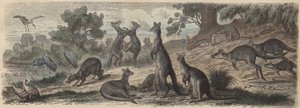 オーストラリアの野生動物（彩色済み彫刻 作： German School