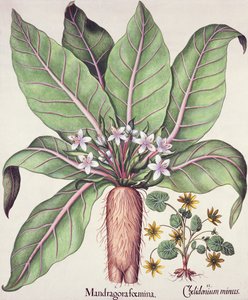 秋のマンドラケ、バジルベスラー（1561-1629）のパブによるHortus Eystettensisから。 1613（手描きの彫刻） 作： German School