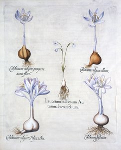 秋のスノーフレークと草原のサフラン、Hortus Eystettensis出身、バジルベスラー（1561-1629）、パブ。 1613（手塗りの彫刻）