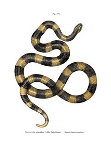 Banded Krait（カラーリトグラフ 作： German School