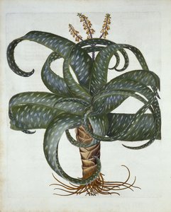 バルタドスアロエ、Hortus Eystettensis出身、Basil Besler（1561-1629）pub。 1613 作： German School