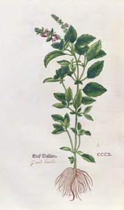 バジル、レオンハートフックス（1501年から66年）、バーゼルで公開された植物標本の植物プレート、1543年 作： German School
