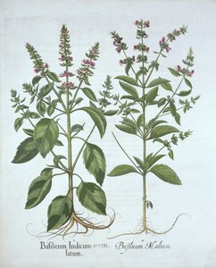 Hortus Eystettensisからのバジル、バジルベスラー（1561-1629）、パブ。 1613（手塗りの彫刻） 作： German School