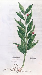 ベイツリー、レオンハート・フックス（1501-66）によるハーバリウムのイラスト、バーゼル、1555（カラー彫刻）で公開 作： German School