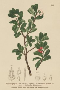 クマコケモモ（Arctostaphylos Uva ursi、Arctostaphylos officinalis） 作： German School