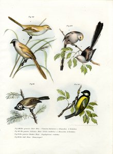 ひげを生やしたオウムガイ、1864 作： German School