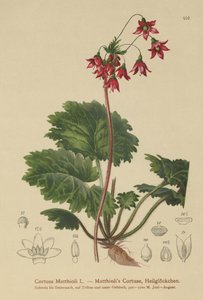 クマの耳のサニクル（Cortusa Matthioli） 作： German School