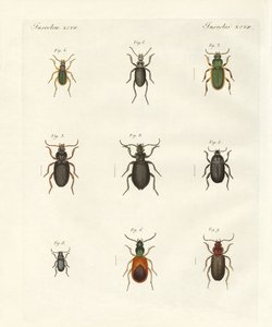 美しいドイツのカブトムシ（彩色済み彫刻 作： German School