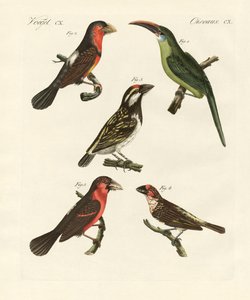 美しく登ってくる鳥たち（彩色済み彫刻 作： German School