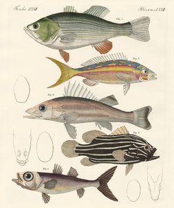 美しい魚（彩色済みの彫刻 作： German School