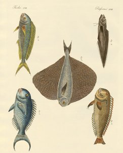 美しい魚 作： German School