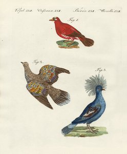 美しい外国の鳩 作： German School
