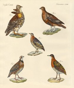 美しいヘンな鳥（彩色済み彫刻 作： German School