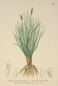 Bellardis bog sedge（Kobresia myosuroides、Elyna myosuroides、Kobresia bellardii、Elyna bellardii、Elyna scirpina、Elyna spicata） 作： German School