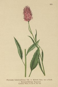 ベトニーの葉のランピオン（Phyteuma betonicaefolium）