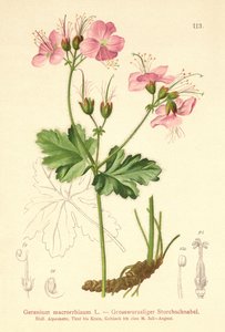 ビッグルートゼラニウム（Geranium macrorrhizum） 作： German School
