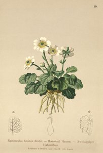 キンポウゲ（Ranunculus bilobus、Ranunculus Bertolonii）
