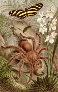 バードスパイダー、ブレームスティアレーベンのプレート：動物界の一般顧客、vol。 9、p.698、Bibliographisches Institut、1892年発行 作： German School