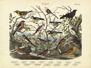 鳥、1860年頃 作： German School