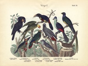 鳥、1860年頃 作： German School