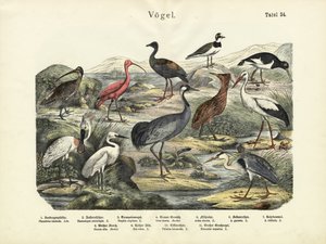鳥、1860年頃 作： German School