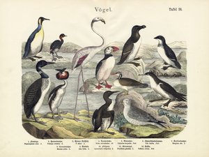 鳥、1860年頃 作： German School