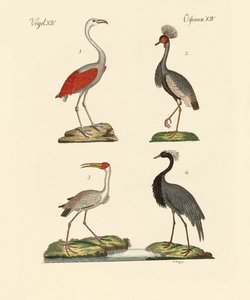 暑い国の鳥 作： German School