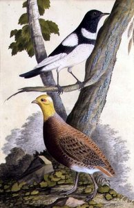 黒色のツグミ（Turdus ruficollis）とウズラ（Perdix perdix）、1740年頃（水彩・紙）
