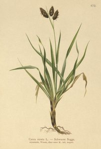 ブラックアルパインセッジ（Carex atrata） 作： German School