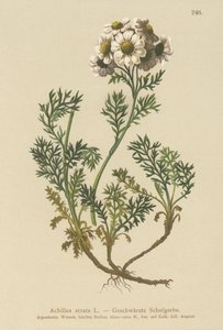 黒ノコギリソウ（Achillea atrata） 作： German School