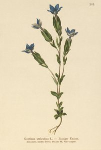 膀胱ゲンチアナ（Gentiana utriculosa） 作： German School