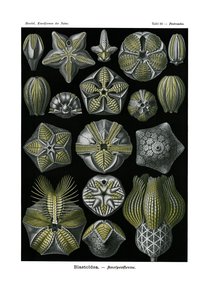Blastoidea、1899-1904 作： German School