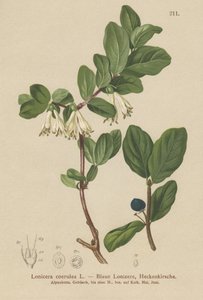 青いスイカズラ（Lonicera caerulea、Lonicera coerulea） 作： German School