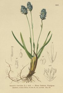 ブルームーアグラス（Sesleria caerulea、Sesleria uliginosa） 作： German School