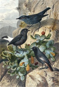 Blue Rock Thrush, Black Wheatear and Redtail, plate from "Brehms Tierleben":ティアライヒの総合的国勢」，第4巻，p.57，Bibliographisches Institut発行。 作： German School
