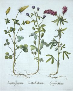 バジルベスラー（1561-1629）パブによるHortus Eystettensisのブルートロギネラ、イエロークローバー、レッドウッドクローバー。 1613（手塗りの彫刻） 作： German School