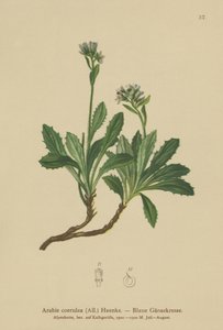 ブルーウォールクレス（Arabis caerulea、Arabis coerulea） 作： German School