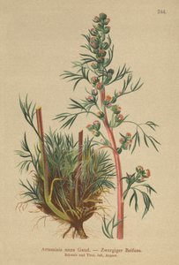 北方よもぎ（Artemisia nana、Artemisia borealis） 作： German School