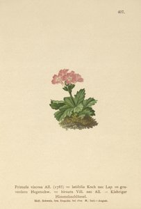 広葉樹サクラソウ（Primula viscosa、Primula latifolia、Primula hirsuta）