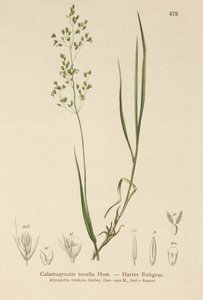 ブラウンベント（Agrostis schraderiana、Agrostis agrostiflora、Agrostis stricta、Agrostis vinealis、Calamagrostis tenella） 作： German School