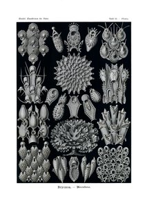 ブリオゾア、1899-1904 作： German School
