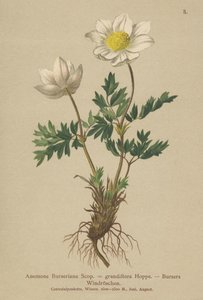 Bursers Anemone（Anemone Burseriana、Anemone grandiflora）