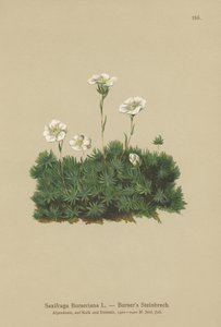 Bursers Saxifrage（Saxifraga Burseriana） 作： German School
