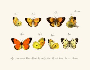 蝶、1783-1806 作： German School