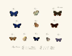 蝶、1783-1806 作： German School