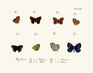 蝶、1783-1806 作： German School