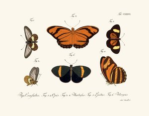 蝶、1783-1806 作： German School