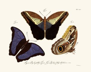 蝶、1783-1806 作： German School