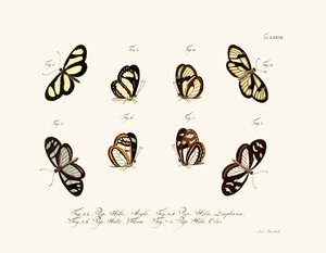 蝶、1783-1806 作： German School